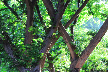 Beautiful Nature Background of Tree Branches in Forest.