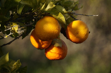 Orange tree in Algarve countryside