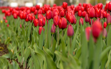 Many red tulips in the flowerbed.