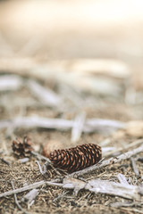 Cone laying in forrest 
