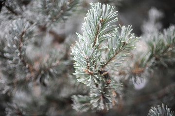 Branch of pine tree covered by white frost