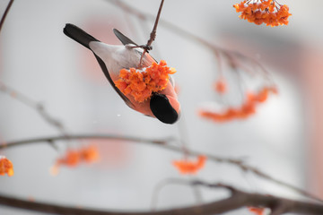 Cute colorful eurasian bullfinch eating red berries, (Pyrrhula pyrrhula)