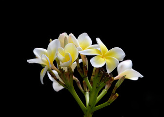 Beautiful frangipani (plumeria) flowers blossom