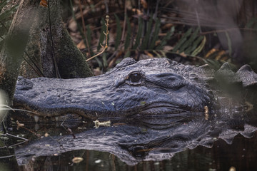 Florida alligator in swamp water