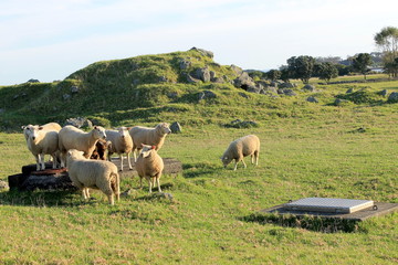 ovejas en Nueva Zelanda 