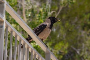Black bird on a railing