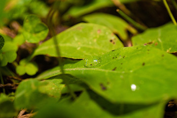 Agua pela folha