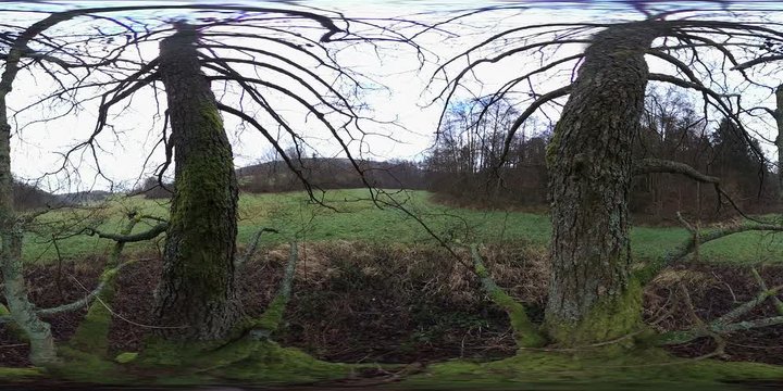 VR360, Schwarzerlen am Bachufer mit bemoostem Stamm, Feuchtgebiet
