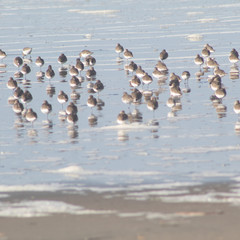 Sandpipers on the Beach