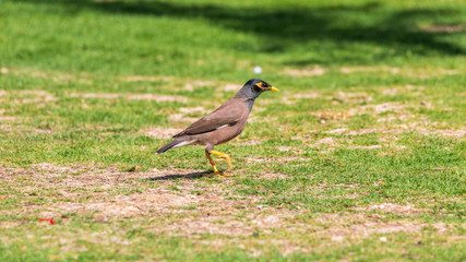 Big brown mynah walk on a grass