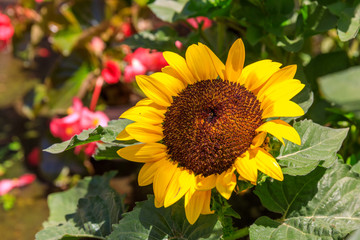 Close-up view on decorative sunflower