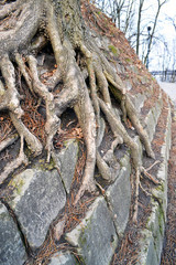 Old coniferous tree roots