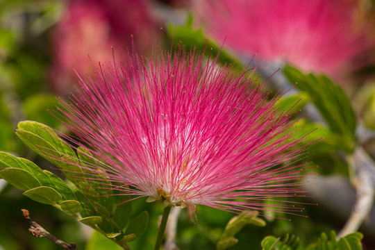 Pink Mimosa flower grows in the desert