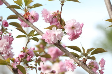 Fototapeta na wymiar beautiful pink sakura flower, Pink sakura flower in spring garden