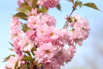 beautiful pink sakura flower, Pink sakura flower in spring garden