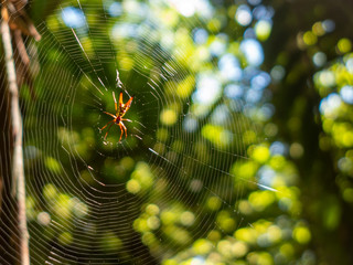 Wanderung durch den Regenwald von Costa Rica bei Boca Tapada.