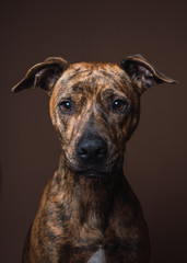 Portrait of a mixed breed dog in an interior studio with brown background