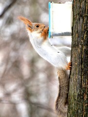 squirrel on a branch