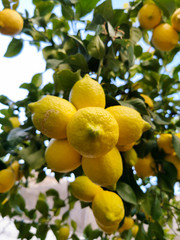 ripe bunch of lemons on the branch