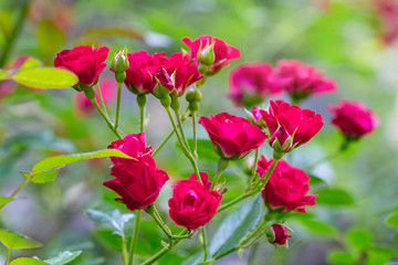 Bush of red roses on a blurred background in sunny weather_