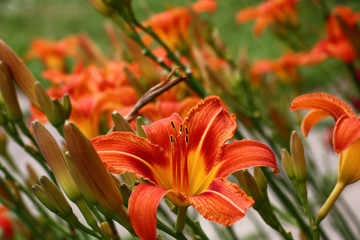 A large amount of flowers of a wild-growing hemerocallis created a bright color spot.