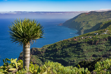 La Palma: Wanderung am Barranco Fagundo im Norden - spektakuläre Aussicht mit Drachenbaum - obrazy, fototapety, plakaty