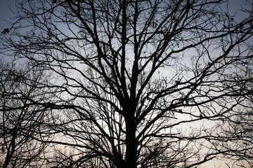 Rami spogli di un albero in inverno con cielo in controluce