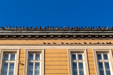 Fototapeta na wymiar Pigeons on The Roof of Old Style Building