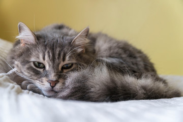 closeup of a cute tabby cat lying on bed