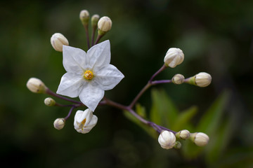 White Five-Pointed Star Jasmine Flower on Green Background
