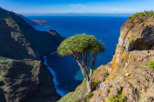 La Palma, Kanarische Inseln: Wanderung am Barranco Fagundo im Norden - spektakul&auml;re Aussicht mit sch&ouml;nem Drachenbaum