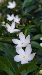 beautiful white flower in the garden