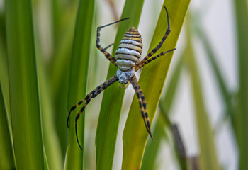 Nahaufnahme einer Zebraspinne / Tigerspinne auf La Palma (Kanaren) bei einer Wanderung am Barranco Fagundo