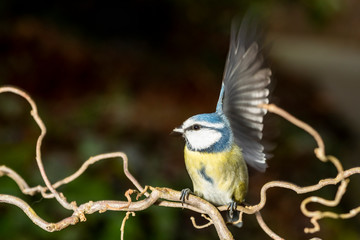 Blaumeise Portrait