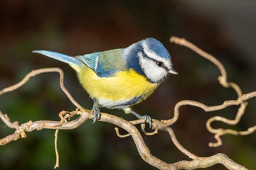 Blaumeise bei Fütterung