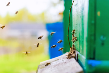 Close up of bees approaching, flying to green wooden bee hive. Sunny weather, saturated colors.