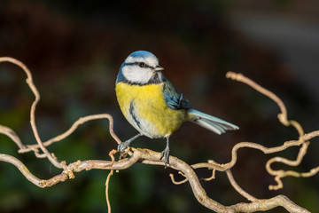 Blaumeise bei Fütterung