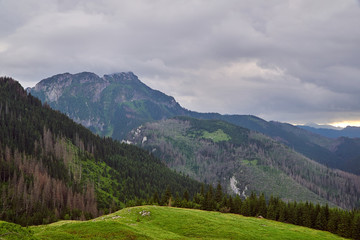Fototapeta premium Grassy valley and mountain peaks with limestone rocks in the Tatry mountains in Poland.