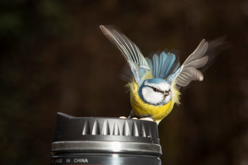 Blaumeise bei Fütterung