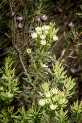 Wild flowers at kirstenbosch