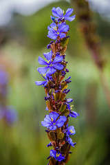 blue flowers on green background at Kirstenbosch