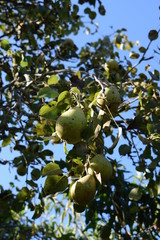 Pear ripening on a pear tree in an orchard during summer, Portugal