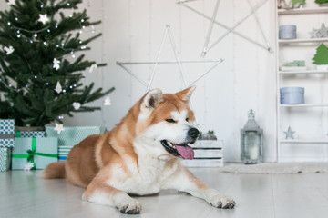 Akita inu dog posing in the studio with christmas decorations. Christmas time.	