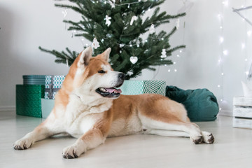Akita inu dog posing in the studio with christmas decorations. Christmas time.	