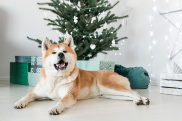 Akita inu dog posing in the studio with  christmas decorations. Christmas time.