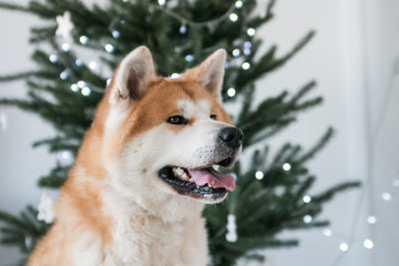 Akita inu dog posing in the studio with  christmas decorations. Christmas time.