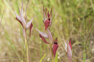 Serapias occidentalis the Tongue Orchid plant of recent description and large size reaching 70 cm...
