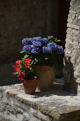 Fototapeta na wymiar Pot de fleurs geranium