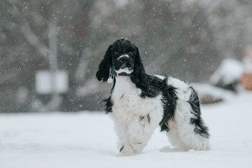 American cocker spaniel posing outside at winter. 