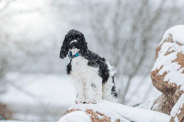 American cocker spaniel posing outside at winter. 